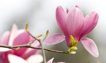 听，这花开的声音