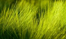 我最喜爱的小草