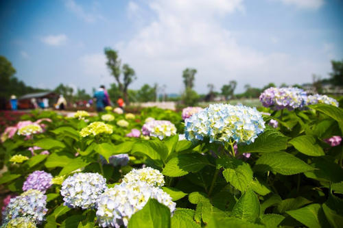如水仙花