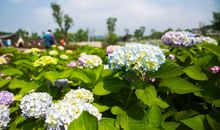 如水仙花开般灿烂