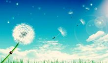 我的老师——蒲公英