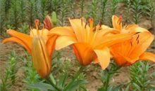 尘埃中绽放坚定的美