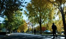 最美的秋天在路边