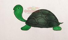 乌龟给我带来快乐