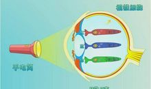 让我成为你的眼睛