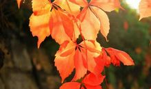 生命的印记在这里