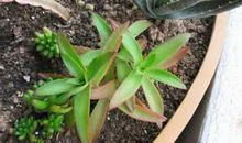 紫薯“变身记”