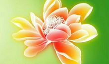 只求花般的坚守