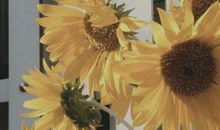 随春且看归何处