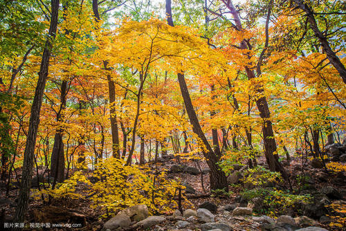 秋天到森林公园