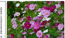 与一株野花一起走过的日子