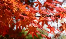 一抹秋色揉心境