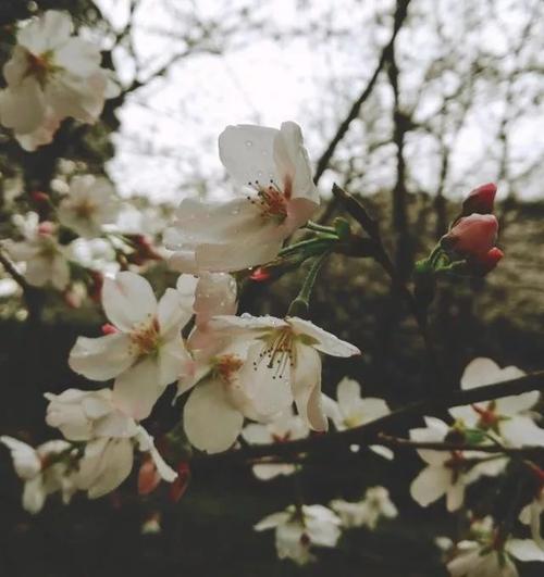 樱花的自述