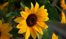 向日葵永远面向希望