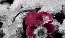 岁月依旧再回首