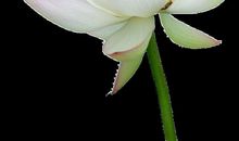 我心目中的荷花