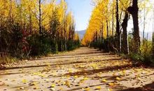 我最喜爱的季节——秋