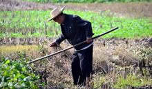一次田间劳动的感悟