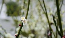 探梅园寻春