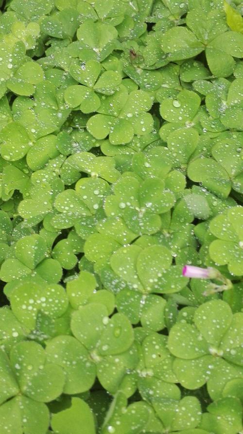 雨水，新乡