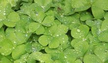 雨润万物，馨香满天