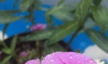 低到尘埃里的美好