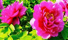 她，永驻在我心里