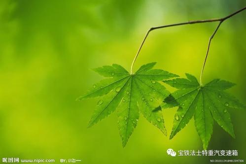 我生命中的绿色