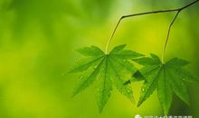 我生命中的一片绿色