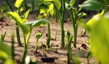 花儿把春天吵醒了