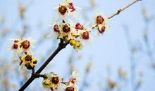 梅，冬日里的芳香