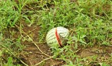 一粒可怜的西瓜籽