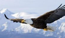 在爱的天空中飞翔