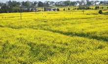 金色的油菜花
