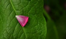 愿作春泥更护花