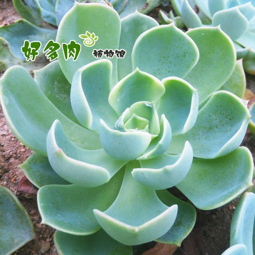 宝石花也很漂亮