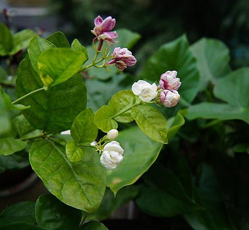 茉莉花故事