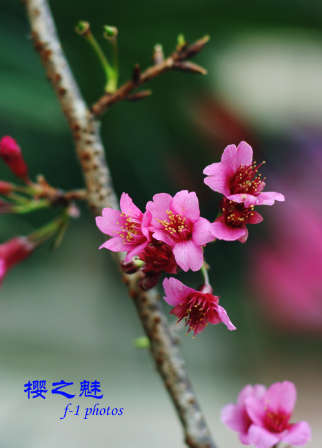 樱花魅力