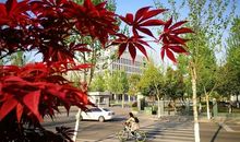 让青春在校园中绽放