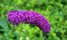 丁香花开的日子