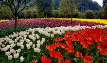 开开心心逛花市