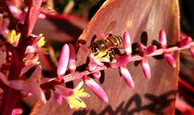 感动于一只蜜蜂