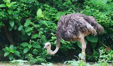 游深圳野生动物园