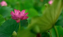 留得青荷听雨声