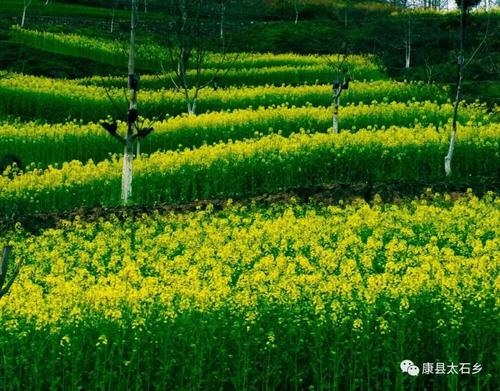 春天温暖，文明的花朵