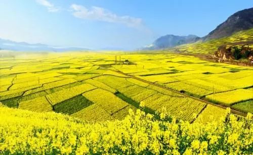 家乡油菜花海