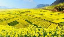 家乡的油菜花海