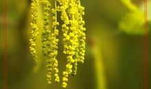 凋零的生命，触动了我的心灵