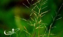 生活中难道会缺少美吗