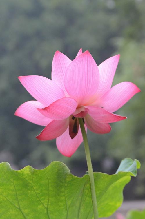 莲花在孩子们的公园里